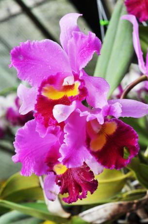 En dit is nog steeds een van mijn prachtige Orchid - Cattleya. Ik heb vrienden met haar onlangs.
