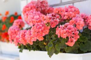 Noodzakelijke zorg voor geraniums thuis