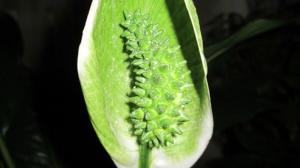 Waarom Spathiphyllum (geluk) groene bloemen. We gaan met problemen bij elkaar