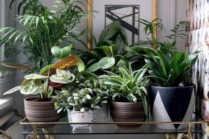 6 stijlvolle en originele manier om uw kamerplanten te versieren