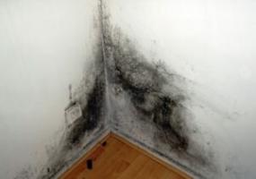 De uitgang van schimmel op de muren in het appartement