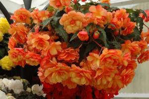 Ampelnye begonia's te versieren uw huis, balkon en tuin! Foto en beschrijving
