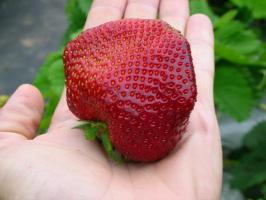 De tweede helft van de zomer - de tijd om te planten en herplanten aardbeien voor een overvloedige oogst