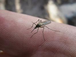 Chalet Tricks: Reparatie van tuinslang, lekkende vaten, zich te ontdoen van muggen