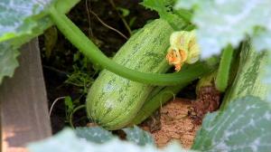 Wat wordt gezaaid in juni een succesvolle tuinders eenmaal in de grond?