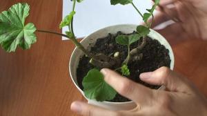 Hoe de geraniums te snijden in de winter en geniet van de prachtige bloeiende planten?