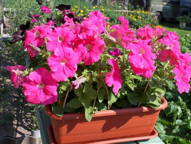 Mijn petunia (foto uit het archief). Ik hou van de bloem geur, die wordt geassocieerd met de zomer!