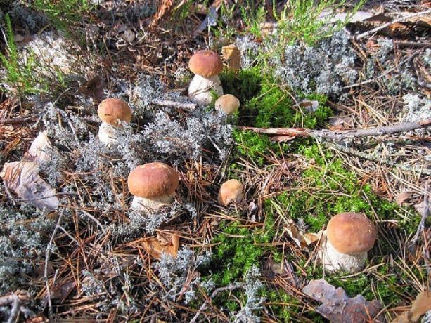 Witte champignons in hun natuurlijke habitat