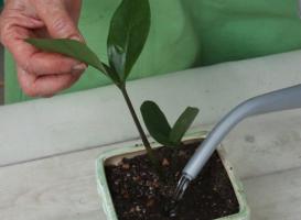 Dollar Tree Voortplanting door de deling van de knol. De subtiliteiten van de werkwijze