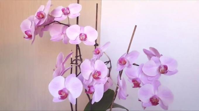Lichtroze phalaenopsis met frambozen oog