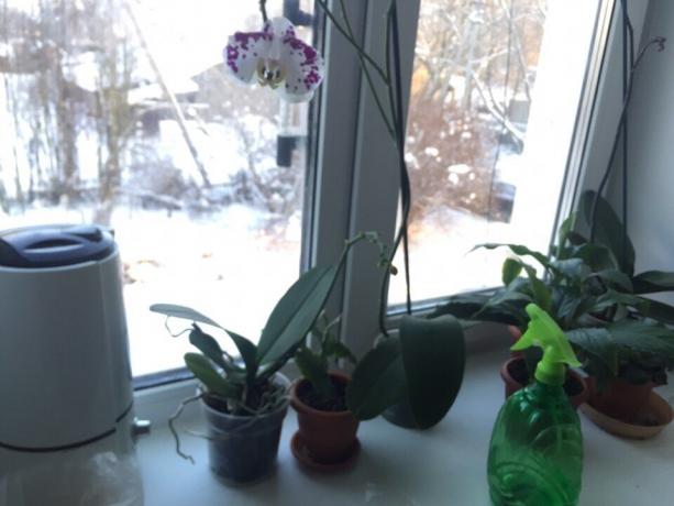 Winter hydraterende orchidee