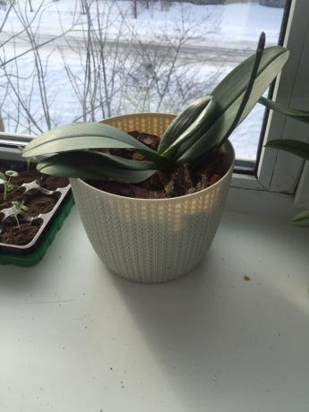 Mijn orchidee na transplantatie op de juiste manier om snel hersteld van de baai en ging in de groei