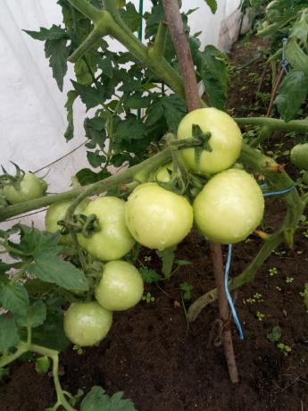 Indien mogelijk, is het het beste om de struiken van tomaten film te dekken tijdens de onophoudelijke regens.