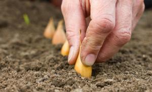 Een paar eenvoudige tips voor degenen die gaan om te planten uien