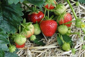 Hoe de zorg voor aardbeien tijdens vruchtvorming