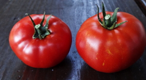 De beroemde tomaat-grade wonder "Mongoolse dwerg." Op het rendement gehoord dat veel tuinders!