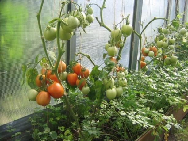 Rijpen tomaten in de kas kan worden versneld! (Mojateplica.ru)