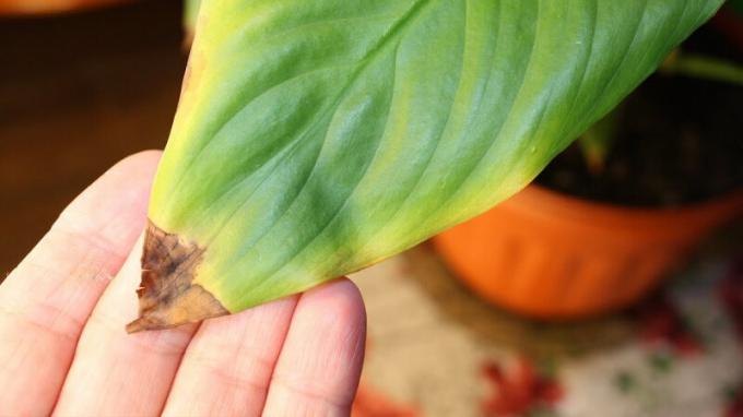 Tropical knappe Spathiphyllum reageert op de droogte en de hitte van een van de eerste