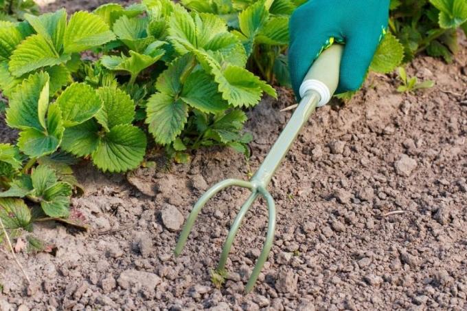 Wees er zeker van proryhlit grond voor het mulchen | Tuinieren & Tuinbouw