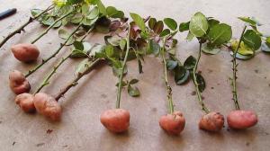 3 effectieve methode om wortelgroei stekken versnellen