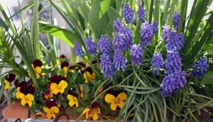 Bolbloemen op het balkon - hoe om fouten te voorkomen