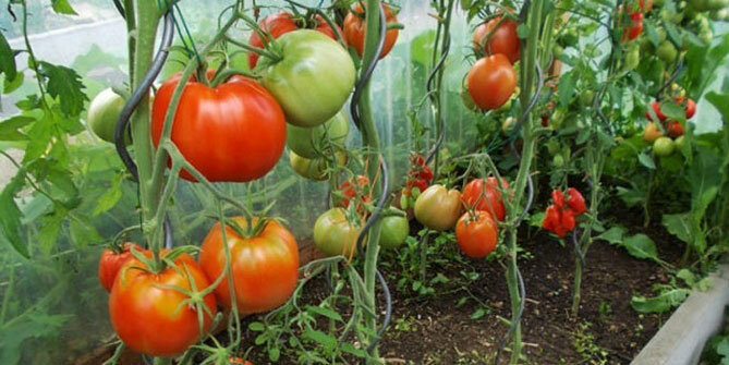 variëteiten van tomaten "Bullish hart"