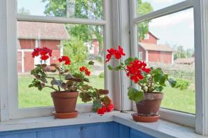 Voor een betere venster naar de geraniums, orchideeën, viooltjes en Spathiphyllum zetten