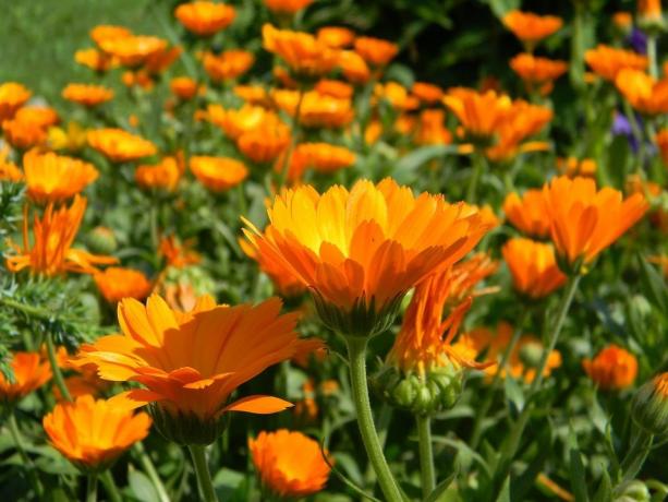 Marigold zaden ontkiemen zeer goed, en de planten zelf - zijn snel groeiende en vorm knoppen!