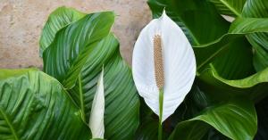 Hoe de zorg voor Spathiphyllum in het koude seizoen te bloeien bloeide gorgeous