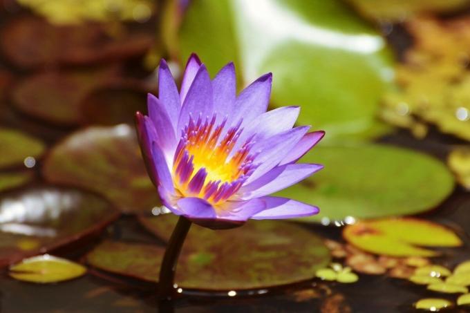 Blue lotus - verboden beauty | ZikZak