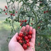 Cherry Waarom moet nadenken alvorens te planten tomaten? vlieg in de zalf