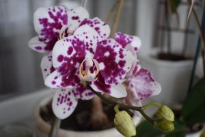 5 stappen om een ​​mooie orchidee huis