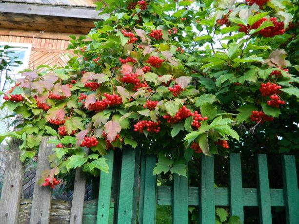 Red Viburnum herfst borstel (green-ekb.ru)