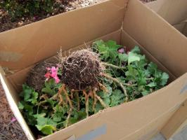 Geraniums winter opslag in de woning