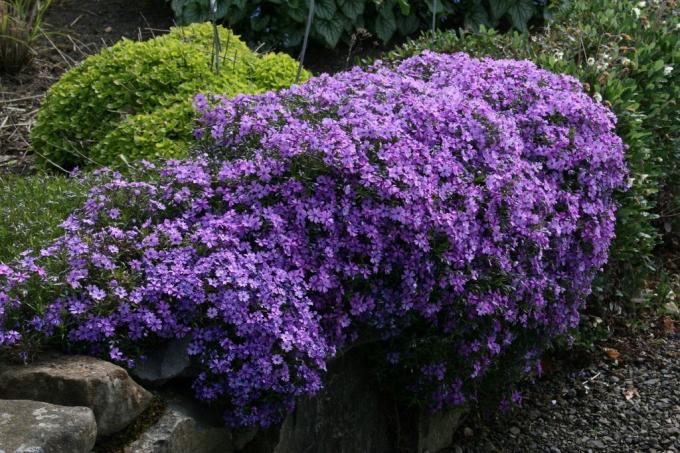 Phlox styloideus in landschapsontwerp