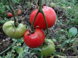 4 "lui" tomatenrassen