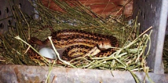 Dark schuur met stro kan een groot huis voor slangen zijn