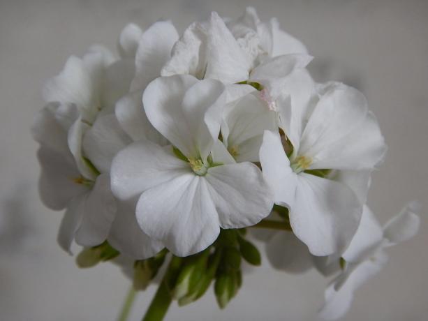 White geranium - een van mijn favorieten! privé-foto