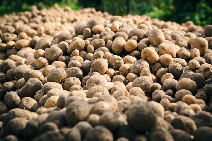 2 domme fouten aardappelteelt | Tuinieren & Tuinbouw