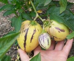 Pepino, die van fruit en hoe om te groeien in het land.