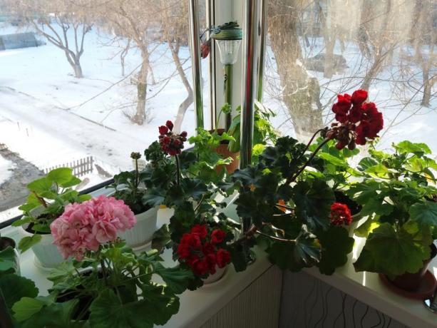 Als uw geraniums bloeien in de winter, is de "rustperiode" het niet nodig is. Ik geloof dat de planten zelf weten wat de beste manier
