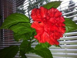 De ideale meststof voor hibiscus