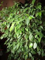 Welke wil Ficus benjamina? 5 eenvoudige tips voor rijke kroon