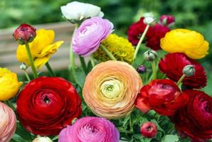 Pretentieloos eustomy mededinger voor de Tuin: Bloemen gewillig en zorg makkelijker