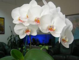 Phalaenopsis zal prachtig bloeien: een pot en grond