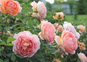 Hoe de tweede golf van bloeiende rozen in augustus te maken