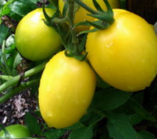 7 zeldzame en collectible variëteiten van tomaten die u kunnen interesseren