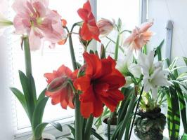 10 regels die Hippeastrum bloei te maken. nuttige tips