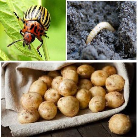 In de foto - aardappel plagen: Coloradokever en wireworms