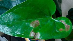 Donkere vlekken op de bladeren van kamerplanten: hoe de oorzaak vast te stellen en op te slaan van de bloem